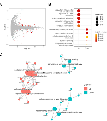 Title Mafb Deficiency in Myeloid Cells Increases Susceptibility to Mycobacterium tuberculosis Infection in Mice