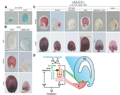 Too much sugar makes plants "pregnant": maternal sucrose signals fertilization in Arabidopsis seeds