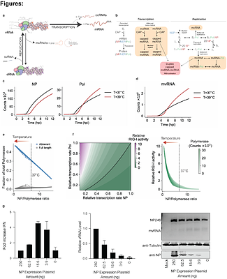Temperature-dependent modulation of aberrant influenza A virus RNA synthesis affects innate immune signaling