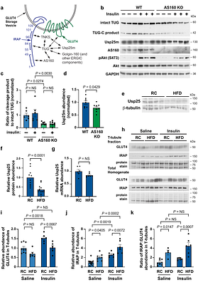 High-fat diet ablates an insulin-responsive pool of GLUT4 glucose transporters in skeletal muscle