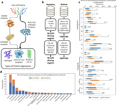 LLPSight: enhancing prediction of LLPS-driving proteins using machine learning and protein Language Models
