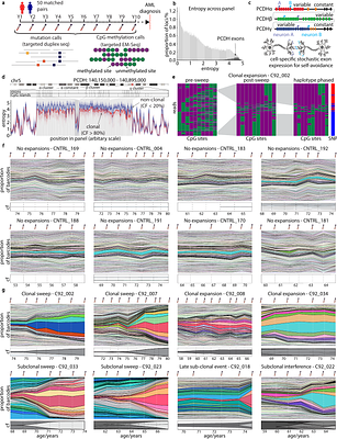 In vivo lineage tracing across human tissues using methylation barcodes in the protocadherin gene cluster