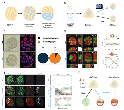 Title: Optogenetic WNT signaling drives germ layer self-organization in a human gastruloid model