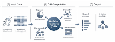EvoMut: A Computational Framework for Engineering Oxidative Stability in Proteins