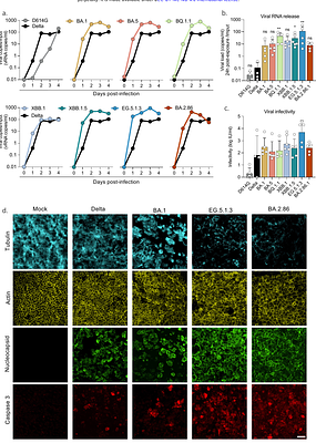 Distinct evolution of SARS-CoV-2 Omicron XBB and BA.2.86 lineages combining increased fitness and antibody evasion