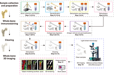 Rapid immunostaining and high-resolution three-dimensional light-sheet microscopy of intact calcified tissues