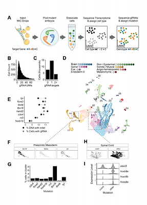 MIC-Drop-seq: Scalable single-cell phenotyping of mutant vertebrate embryos