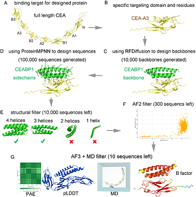 Targeted inhibition of colorectal carcinoma using a designed CEA-binding protein to deliver TCF/LEF transcription factor decoy DNA and p53 protein