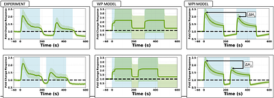 Investigating Local Negative Feedback of Rac Activity by Mathematical Models and Cell Motility Simulations