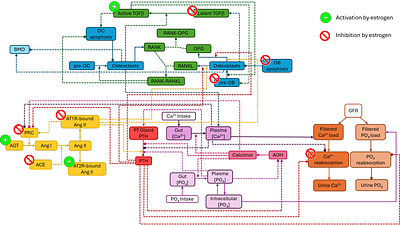 A physiology-based mathematical model of the renin-angiotensin system, bone remodeling, and calcium homeostasis: Effects of estrogen and renin-angiotensin system inhibitors