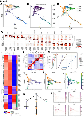 An early CYP26A1/CRYAA progenitor-glial domain marks the presumptive macular region during human retinal development