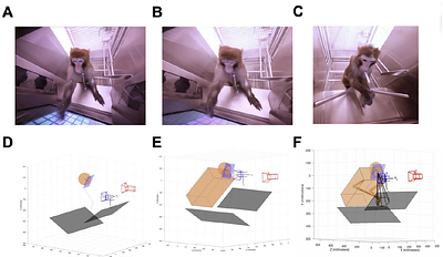 Assessing Attentiveness and Cognitive Engagement across Tasks using Video-based Action Understanding in Non-Human Primates