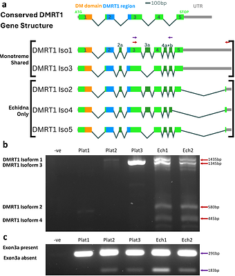 Monotremes provide novel insights into evolution of the DMRT gene family in vertebrates