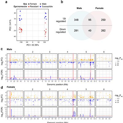 Sex-biased transcriptional rewiring of neuronal circuits associated with eprinomectin resistance in Haemonchus contortus