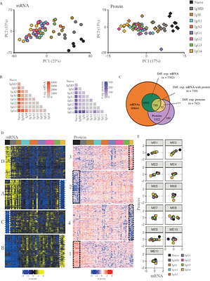 Transcriptome-Proteome analysis of human naive and memory B cell subsets reveal isotype and subclass-specific phenotypes