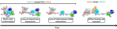 Flow molecular dynamics simulations reveal mechanosensitive regulation of von Willebrand factor through glycan-modulated autoinhibitory modules