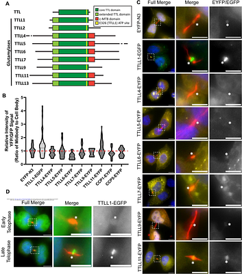 TPGS1 Regulates Central Spindle Microtubule Glutamylation and Remodeling During Telophase and Abscission