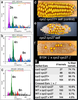 Diploid gametes in maize by mutation of A-Type cyclins: a step towards apomeiosis and synthetic apomixis.