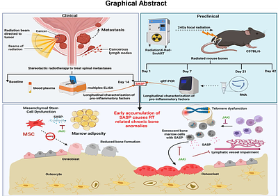 Suppression of early pro-inflammatory senescent signature post-radiotherapy mitigates chronic bone damage