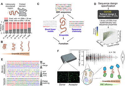 Sequence-ensemble-function relationships for disordered proteins in live cells