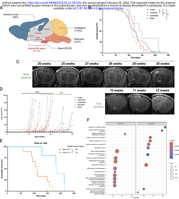 Convergence on BRAF and MAPK Signaling in Glioma Development in a P53-ENU model