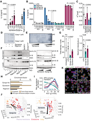 NLRP3 activators disrupt the endocytic AP2 complex and plasma membrane signaling