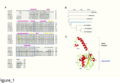 The evolutionarily conserved PhLP3 is essential for sperm development in Drosophila melanogaster