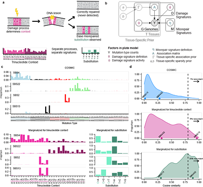 Damage and Misrepair Signatures: Compact Representations of Pan-cancer Mutational Processes