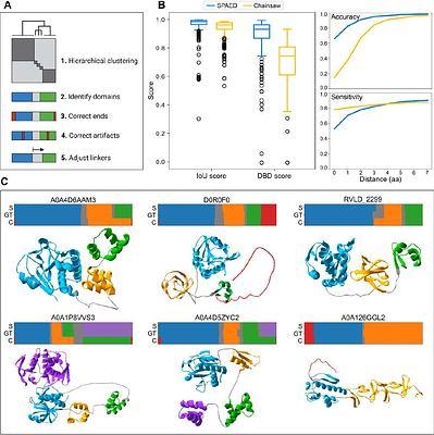 SPAED: Harnessing AlphaFold Output for Accurate Segmentation of Phage Endolysin Domains