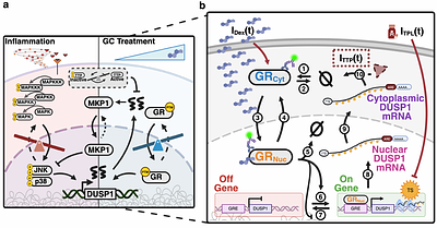 Integrating Single-Cell Experiments and Stochastic Models to Understand and Predict Glucocorticoid Receptor Transport and DUSP1 mRNA Expression Dynamics