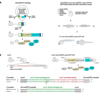 Tracing developmental and adult hematopoiesis with an endogenous zebrafish runx1-2A-CreERT2 CRISPR knock-in