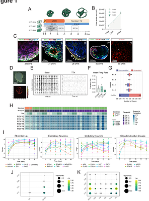 Benchmarking cerebellar organoids to model autism spectrum disorder and human brain evolution