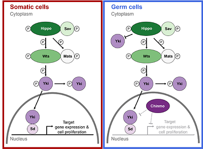 Chinmo is a novel regulator of differential Hippo signaling response within a single developing organ.