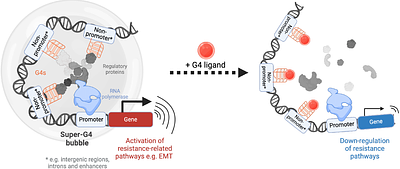 G-quadruplex structures regulate long-range transcriptional reprogramming to promote drug resistance in ovarian cancer