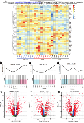A propensity to hyperinsulinaemia underpins diet-induced diabetes in NODk mice