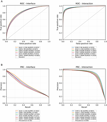 X-PAIR: an ultrafast multitask framework for proteome-scale reconstruction of PPI networks and partner-specific interfaces from sequence