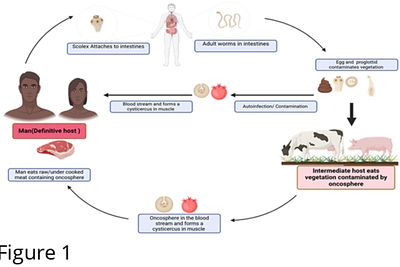 Anthelminthic Activity of the Aqueous Extracts of Moringa oleifera Leaf Against Taenia solium Cysticerci