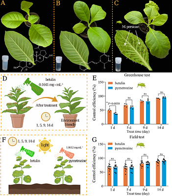 An aphid-resistant plant metabolite as a candidate aphicide: Insight into the bioactivity and action mode of betulin against aphids