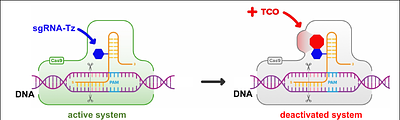 Temporal Control of CRISPR-Cas9 Activity Using Bio-orthogonal Chemistry.