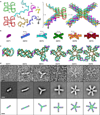 DNA nanostructure-templated antibody complexes provide insights into the geometric requirements of human complement cascade activation