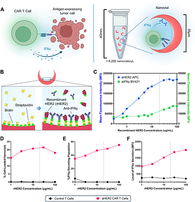 Screening of a pooled library of chimeric antigen receptor T cells based on secretory function