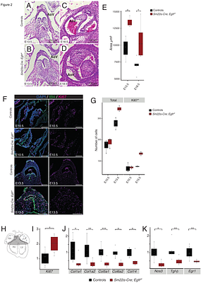 EGFR-Mediated Mechanotransduction in Aortic Valve Cells: A Key Pathway in Response to Wall Shear Stress
