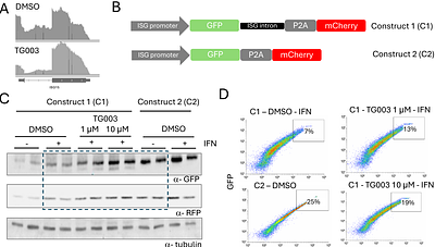 Targeting CLK1 by CRISPR tools and pharmacological inhibition modulates the innate immune response and dengue virus replication