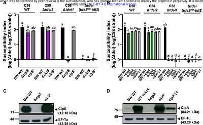 An N-degron proteolytic pathway modulates recipient susceptibility to T6SS DNase effectors