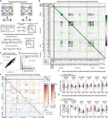 Whole-brain chemosensory responses of both C. elegans sexes
