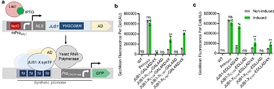 Fine-tuned synthetic transcription factors for production of 3' phosphoadenosine-5'-phosphosulfate in yeast