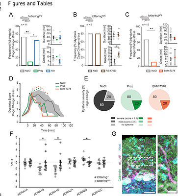 Cerebellar a1D-adrenergic receptors mediate stress-induced dystonia in totteringtg/tg mice