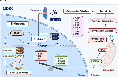 A class act: HDAC1-Malat1 regulates MDSC apoptosis and cell cycling to decrease suppression of T cells