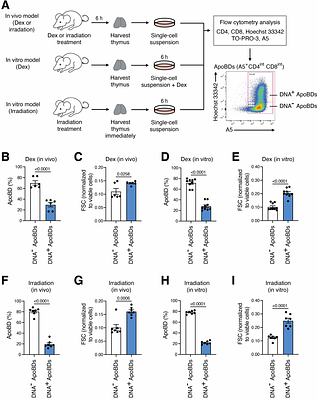 Partitioning of nuclear material into apoptotic fragments through establishment of asymmetric cell death morphology