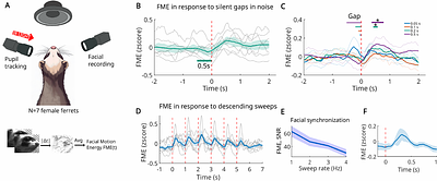 Sound-evoked facial motion in ferrets: evidence for species differences in sensorimotor coupling